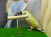Split grey love bird