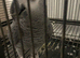 African grey parrot
