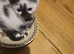 Beautiful kittens