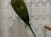 Male Indian ring neck
