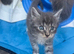 Full pedigree Maine Coon Kittens