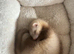 6 Month of Ferret (Mayo)