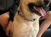 Belgian malinois