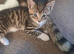 BEAUTIFUL KITTENS AVAILABLE