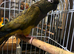 Tame Pantagonion conure