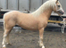 Pretty 3 year old gelding