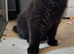 Numerous cats/kittens needing a new home