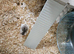 Syrian hamster
