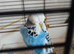 Blue male budgie