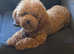 Poochon
