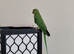 Indian Ringneck Parakeets – 4 Months Old