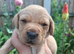 Labrador puppies