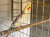 Hen Cockatiel