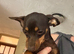 6 month female chiweenie