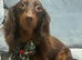 KC PRA clear long haired mini dachshund puppies