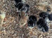 Wyandotte Chicks
