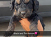 Last 4 beautiful cockapoo puppies