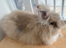 Gorgeous lionhead boy