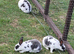 Mini rex rabbits for sale