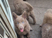 Kc reg german shepherd pups