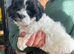 Maltipoo puppies