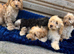 Puppies ready to go