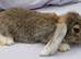 Cute & Loving French x Mini Lop Males Ready!!!