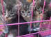 Full pedigree Maine Coon Kittens