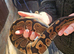 Calico pos het clown royal python