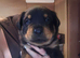 4 Rottweiler pups