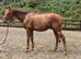 Ginger Nut - 16'2 Quality NH Stamp