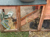 Three male mini Rex&rsquo;s