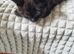 Kittens for sale