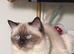 Premium ragdoll tiya