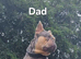 Health tested french bulldog puppy