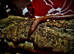 Various Kenyan sand boas
