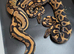 Royal/Ball Pythons available