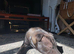 2yr old SharPei x Staffy