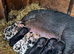 21 piglets for sale