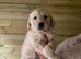 Stunning golden retriever puppies