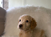 F2 cockapoo puppies
