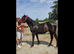 ID X ISH gelding