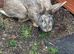 1 x Blue agouti continental Giant Doe
