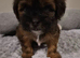 Beautiful shorkie puppies (Shih-tzu x Yorkshire terrier)- family raised