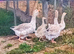 Family Buff Dewlap Toulouse Geese