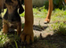 Miniature Dachshund girls Ready to Leave!