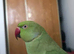 Stunning young Indian ringnick parrot