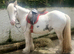 ️ Serena ️ 4 year old, 12hh Mini Cob Riding Mare  Serena has the kindest of nature's, always wanting to please and loves people big and small. In the