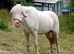 Spotted mare in foal (Project or Broodmare)