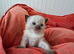 RAGDOLLS KITTENS.